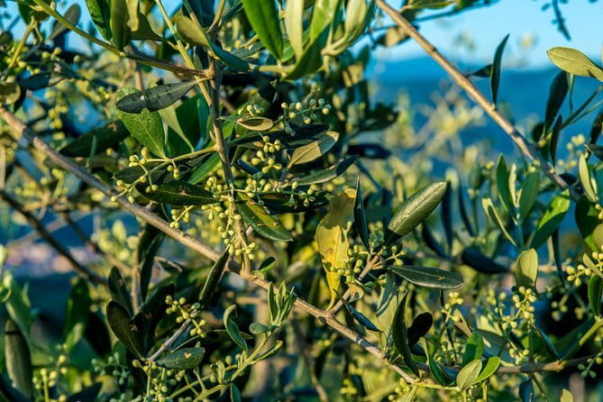Florence Food Tour: Home-Made Pasta, Truffle, Cantucci, Olive Oil, Gelato - Gelato and the finish near Santa Croce