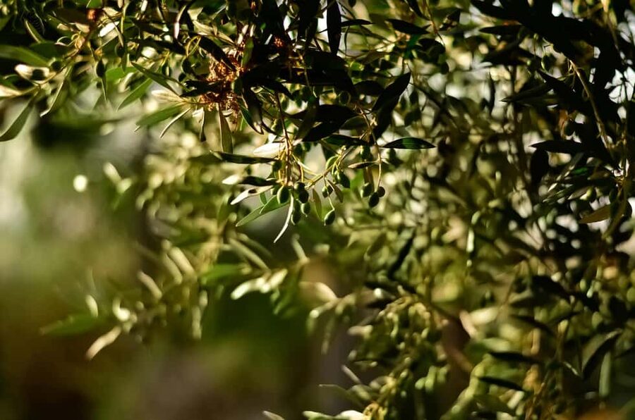 Florence: Olive Oil Tasting Experience - Key points to know before booking