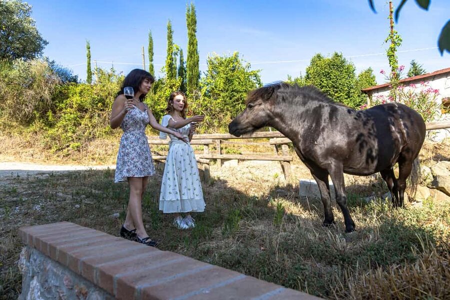 Florence: The secret of wine, cheese and olive oil at a farm - Cypress trees, vineyards, and olive groves