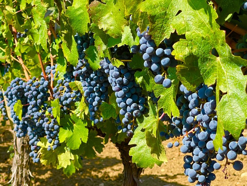 From Biograd: Wine and Olive Oil Tasting in Ražnjevića Dvori - Should you book Ražnjevića Dvori?