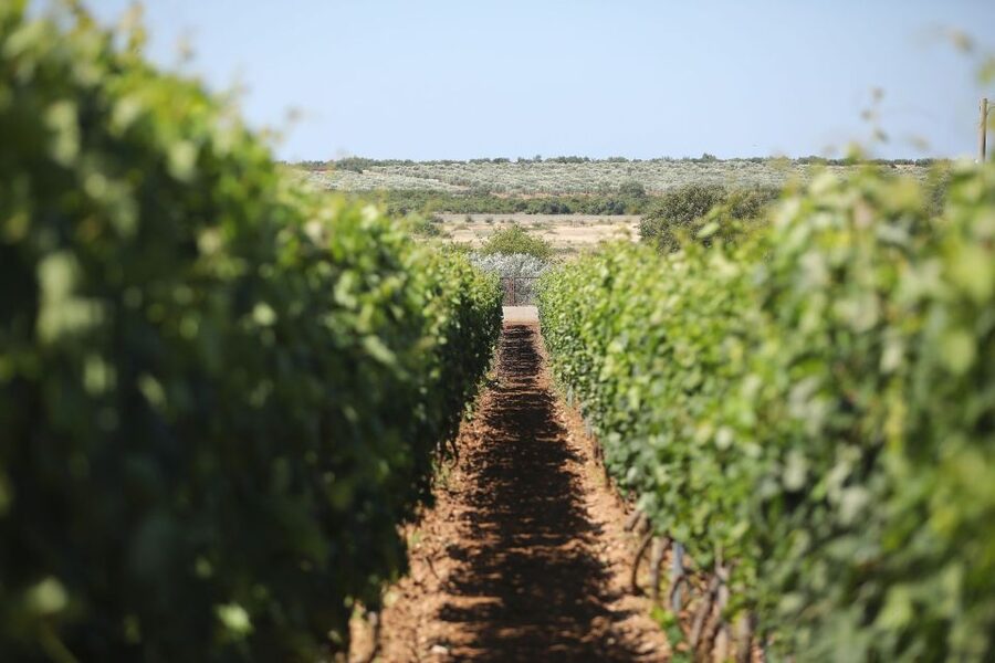 From Biograd: Wine and Olive Oil Tasting in Ražnjevića Dvori - Is $57 a fair price?