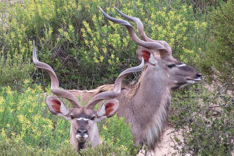 From Cape Town: Wildlife Safari, Olive, Beer & Wine Tasting - Key things to know before you book
