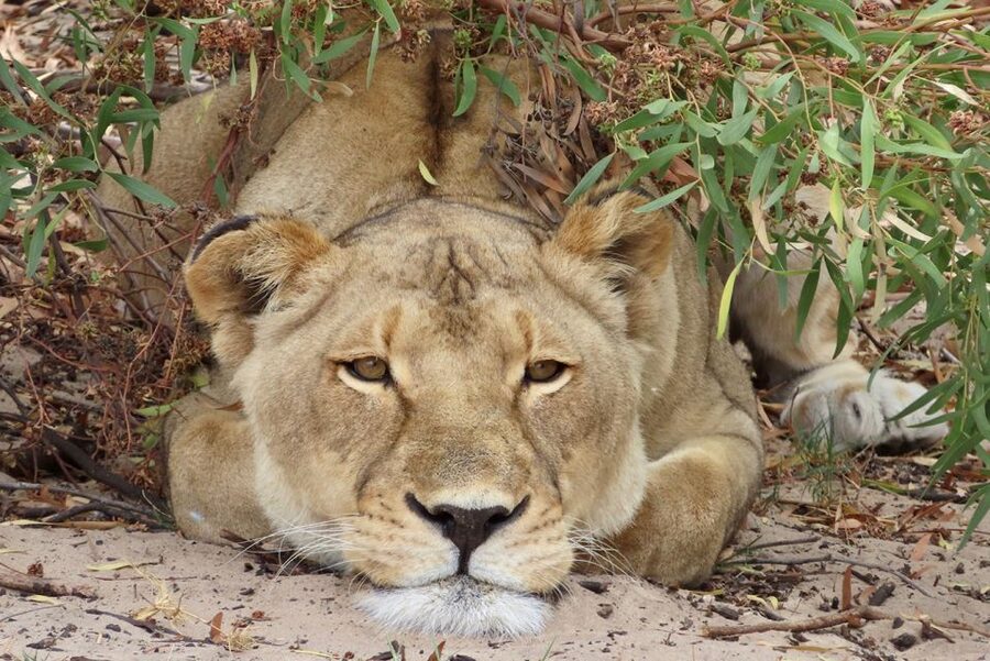 From Cape Town: Wildlife Safari, Olive, Beer & Wine Tasting - Buffelsfontein: a wildlife morning with clear limits