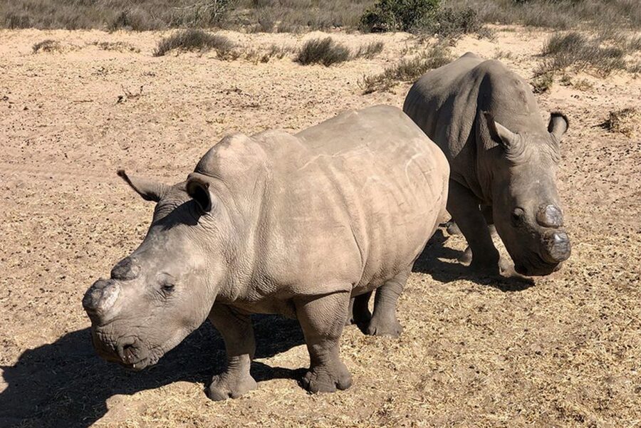 From Cape Town: Wildlife Safari, Olive, Beer & Wine Tasting - Darling Brew makes lunch part of the experience