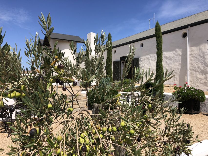 From Cape Town: Wildlife Safari, Olive, Beer & Wine Tasting - Should you book it?