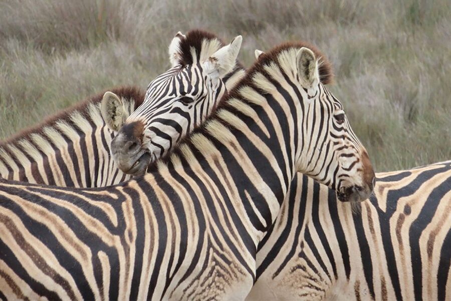 From Cape Town: Wildlife Safari, Olive, Beer & Wine Tasting - Alexanderfontein brings olive oil and wine together
