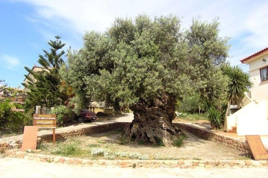 From Chania: Olive Oil, Wine, Cheese & Honey Tasting Tour - Pnevmatikakis Winery and a generous final tasting