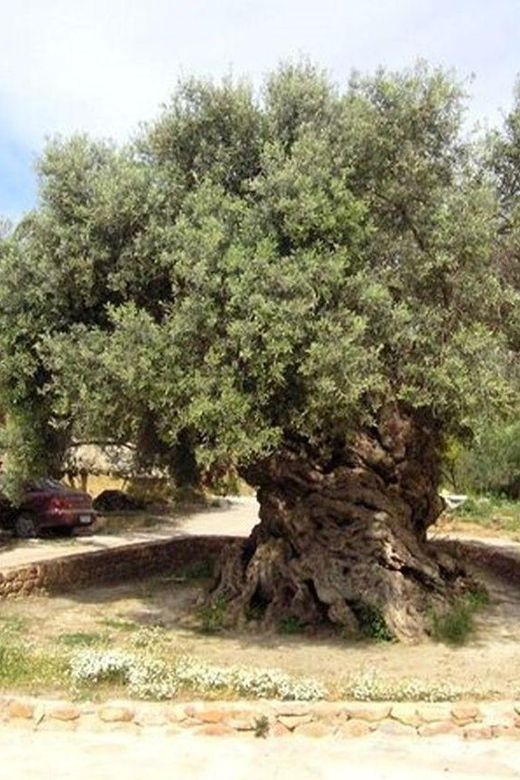 From Chania: Olive Oil, Wine, Cheese & Honey Tasting Tour - The countryside drive and the real cost of the schedule