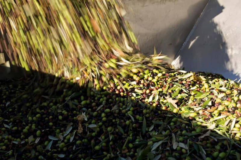 From Florence: Olive Oil Mill Tour and Tasting in Fiesole - Who will enjoy this most?
