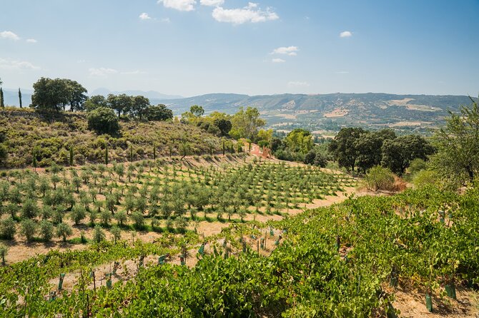 From Malaga: Ronda, Wine & Olive Oil Tasting Premium Small Group - From Ronda to the Sierra de Ronda winery