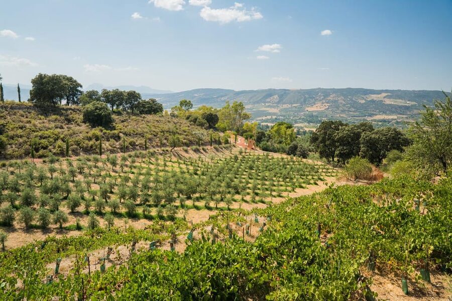 From Málaga: Ronda, Wine & Olive Oil Tasting Small Group - What the $312 price buys you