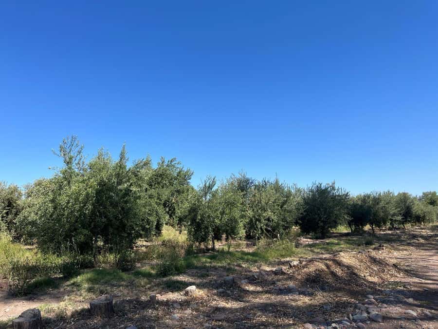 From Mendoza: 3 Wineries, Olive Oil Factory Tour & Tasting - Five things to know before you go