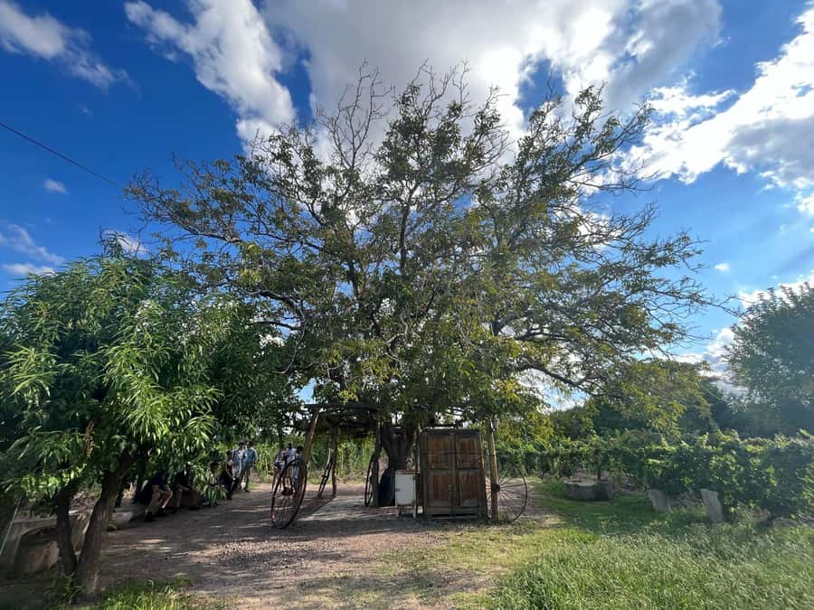 From Mendoza: 3 Wineries, Olive Oil Factory Tour & Tasting - Stop one: a closer look at local winemaking