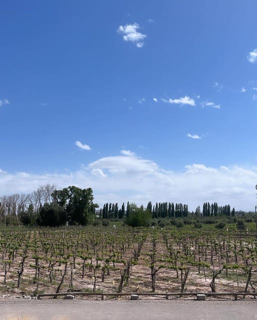 From Mendoza: 3 Wineries, Olive Oil Factory Tour & Tasting - Stop three: sweet wines and a different tasting profile