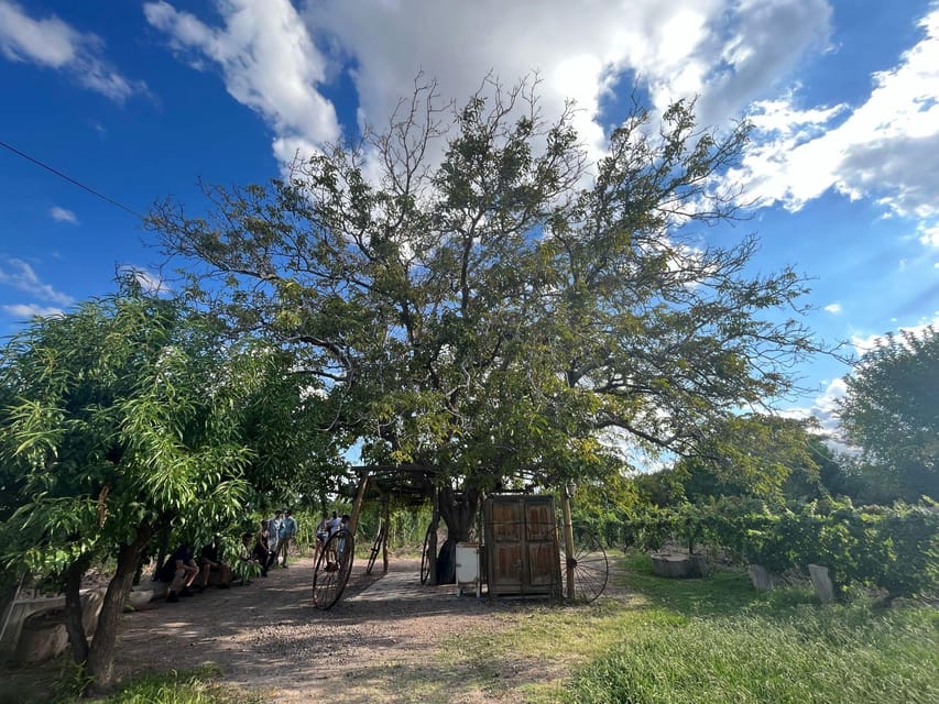 From Mendoza: 3 Wineries, Olive Oil Factory Tour & Tasting - The olive oil factory gives your palate a reset