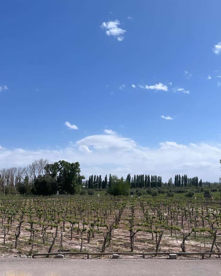 From Mendoza: 3 Wineries, Olive Oil Factory Tour & Tasting - The 2 p.m. pickup and what it means