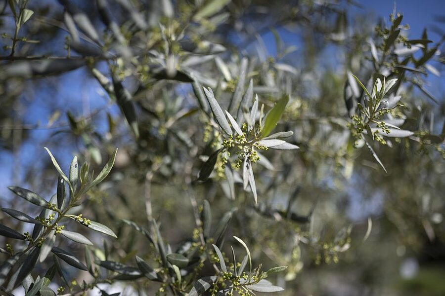 From Montpellier: Wine and Olive Tour - From Montpellier to Saint-Gély-du-Fesc