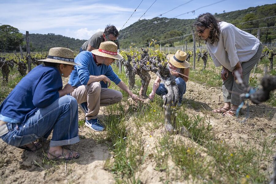 From Montpellier: Wine and Olive Tour - Timing, comfort, and what to bring