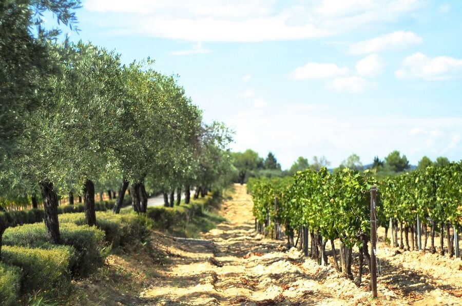 From Montpellier: Wine and Olive Tour - Who will enjoy this tour most?