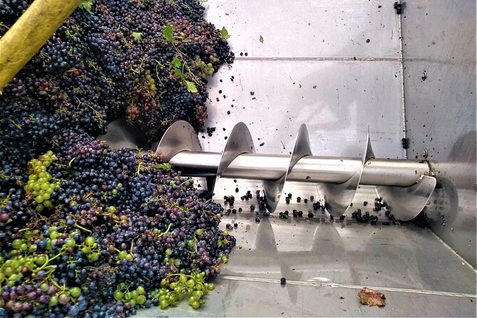 From Padua: Olive Oil & Wine in the Euganean Hills - What the guide adds to the outing