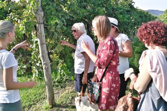 From Padua: Olive Oil & Wine in the Euganean Hills - Timing, weather, and cancellation details