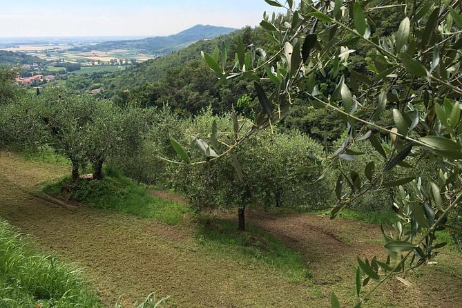 From Padua: Olive Oil & Wine in the Euganean Hills - Should you book the Euganean Hills tour?