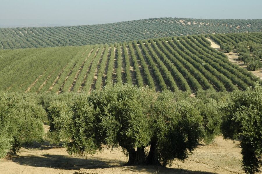 From Seville: Olive Oil Farm Tour - Why olive oil is worth a half-day from Seville