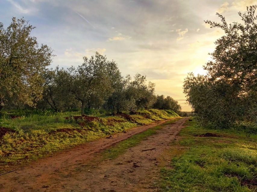 From Seville: Olive Oil Farm Tour - What the guides add to the experience