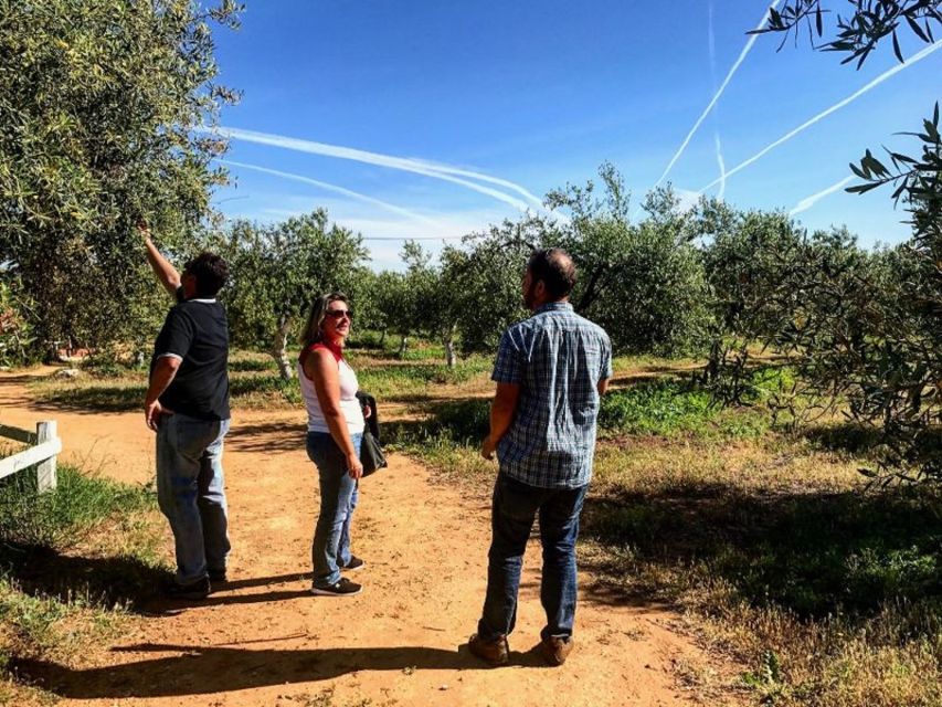 From Seville: Olive Oil Farm Tour - Shared or private tour: which works better?