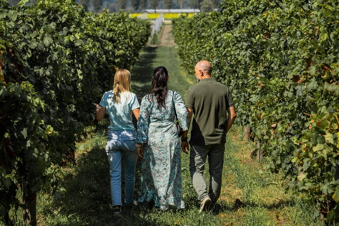 From Venice: Olive Oil & Wine Tour in the Venetian Hills - A small group with local guidance