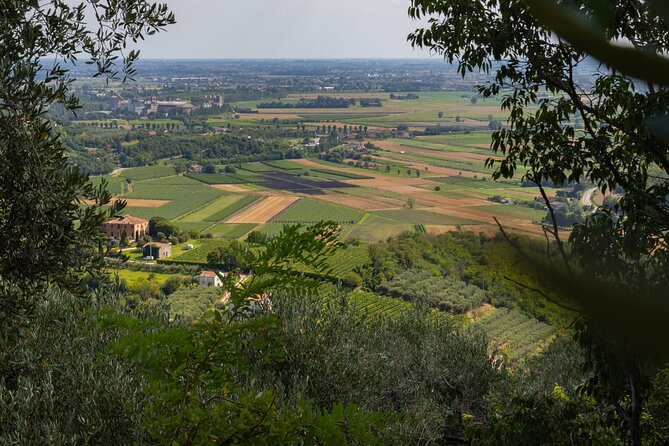 From Venice: Olive Oil & Wine Tour in the Venetian Hills - Who should book this experience?