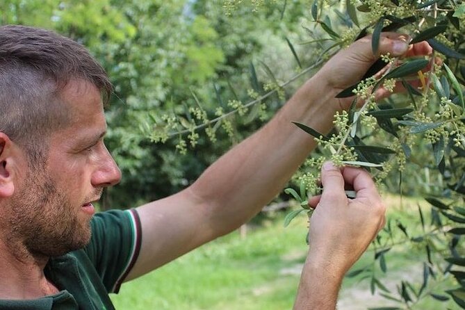 From Venice: Olive Oil & Wine Tour in the Venetian Hills - Final call: book it for food, not a checklist