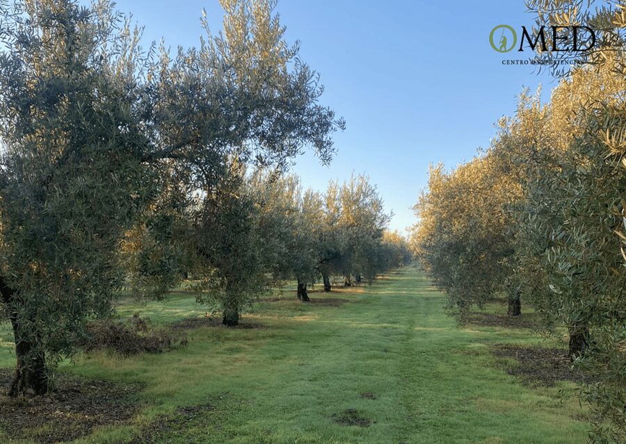 Granada in EVOO: Olive grove guided tour and sensory tasting - Key points to know before you go