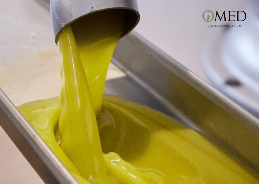 Granada in EVOO: Olive grove guided tour and sensory tasting - How to get the most from the visit