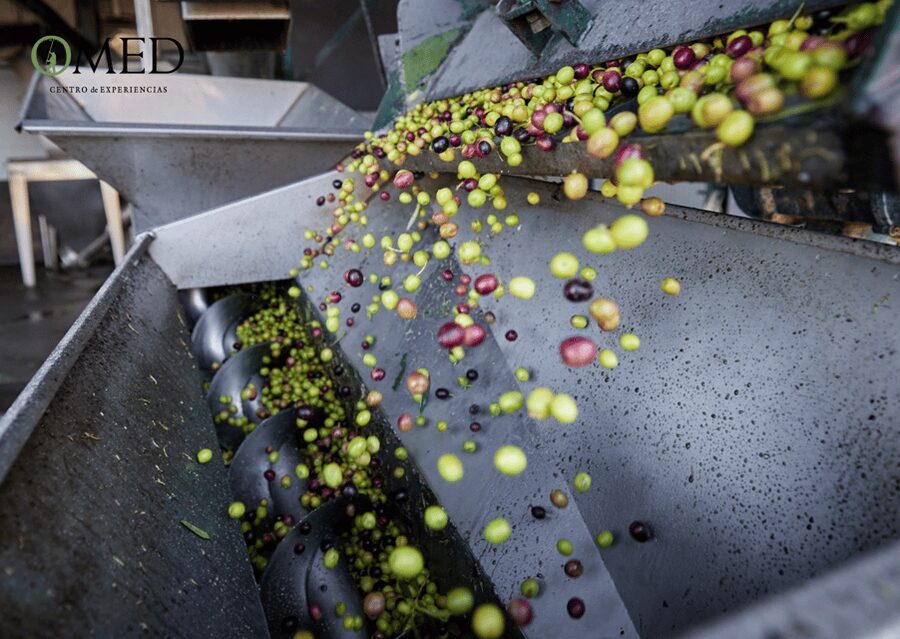 Granada in EVOO: Olive grove guided tour and sensory tasting - Who should book this experience?