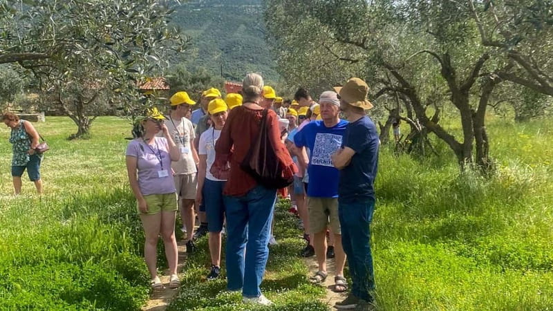 Greece in a Drop: Olive Grove Walk and Olive Oil Tasting - What the small group changes