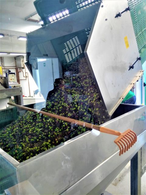 Guided Olive Oil & Wine Tour From Padua - What the small group changes