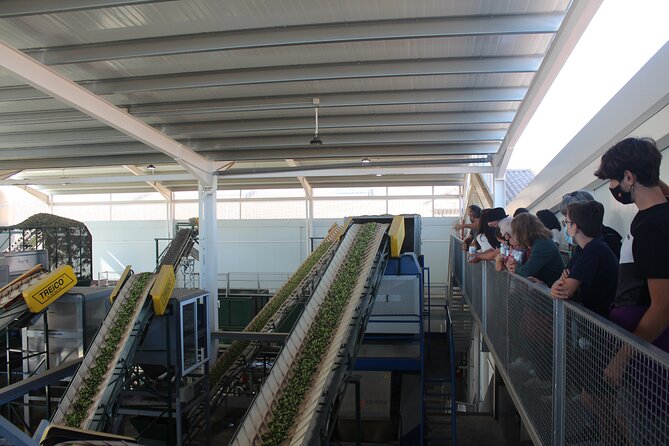 Guided tour and olive oil tasting in Alhaurin el Grande (Málaga) - Modern production and the liquid gold process