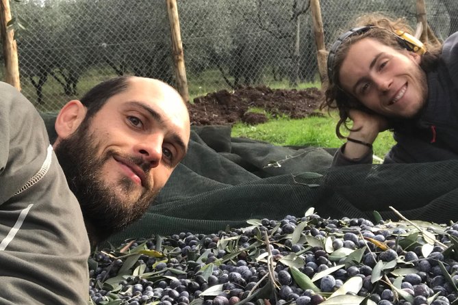 Guided tours of the olive grove with oil tasting. - What the two-hour visit actually covers