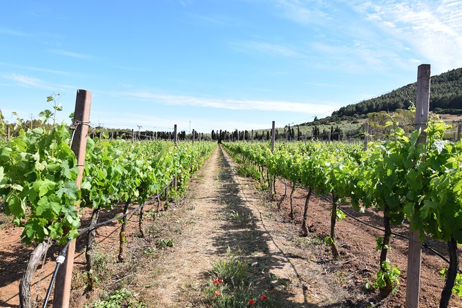 Guided Wine and Olive oil tasting - Wine, pecorino, and sausage at the tasting table