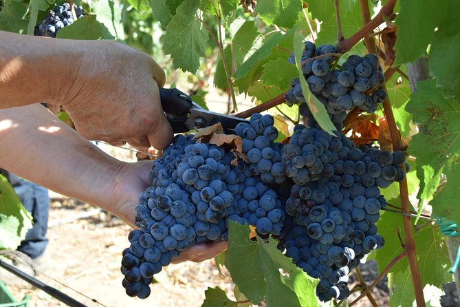 Guided Wine and Olive oil tasting - How much value do you get for $40.70?