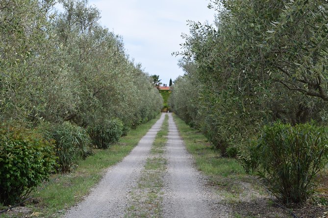 Guided Wine and Olive oil tasting - Practical details before you book