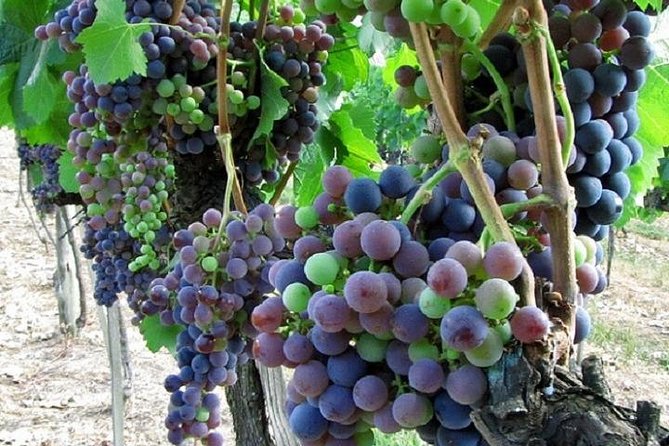 Half-Day Chianti Wine and Olive Oil Tour from Viareggio - The road into Tuscany’s wine country