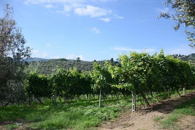 Half-Day Chianti Wine and Olive Oil Tour from Viareggio - What happens at the wine estate