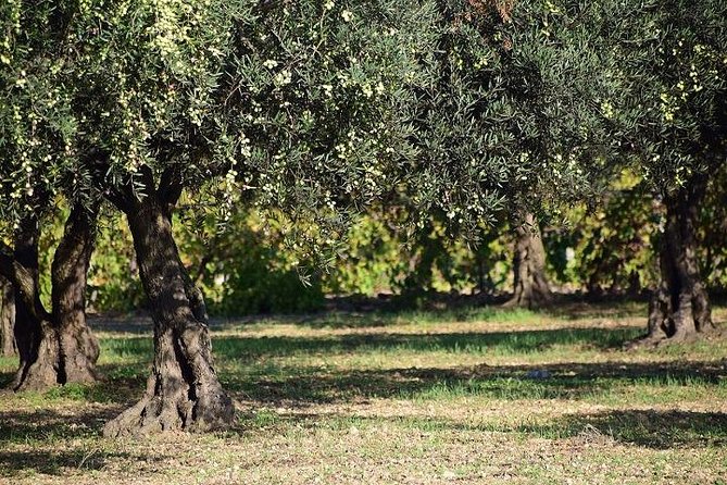 Half-Day Chianti Wine and Olive Oil Tour from Viareggio - Who will enjoy this outing most