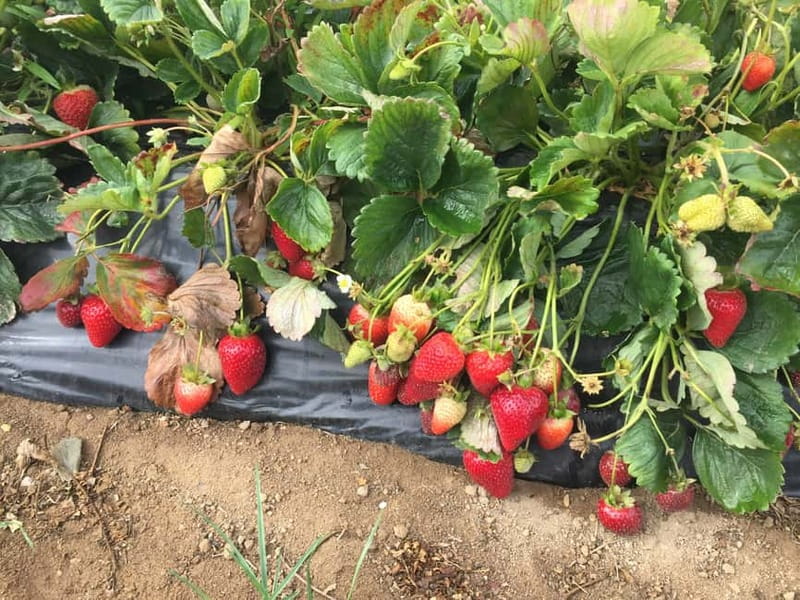 Heraklion: Knossos Zeus Cave Villages Olive Oil Factory Tour - Mochos and Krasi: two very different village stops