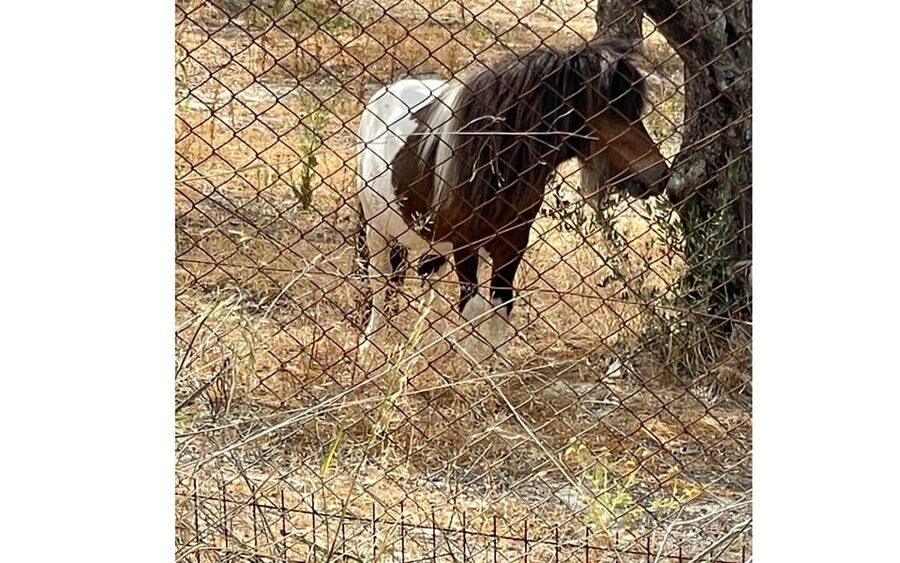 Heraklion :Olive & Dragon Farm Tour & Cretan Farmers Brunch - What the $35 price really covers