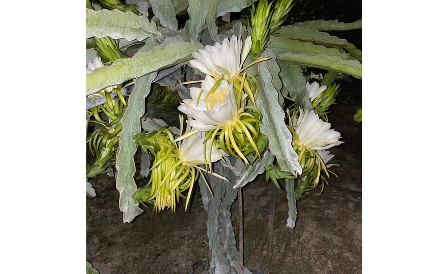 Heraklion :Olive & Dragon Farm Tour & Cretan Farmers Brunch - Who will enjoy this farm visit most