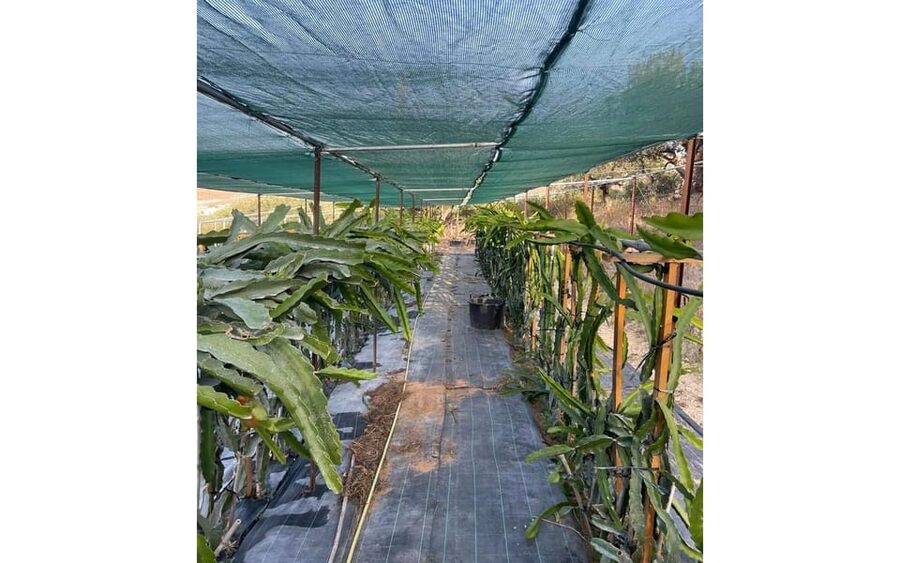 Heraklion :Olive & Dragon Farm Tour & Cretan Farmers Brunch - Small details that improve the visit