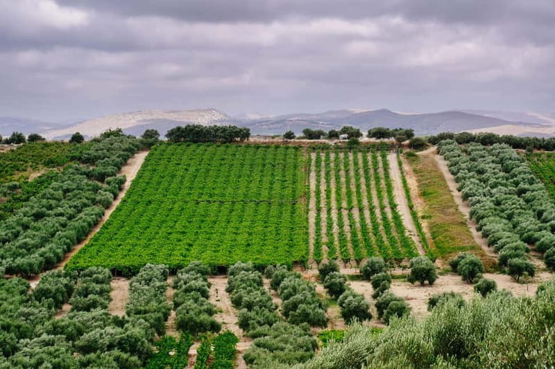 Heraklion: Olive oil and Wine Tour with Lunch - Starting in the olive groves near Skalani